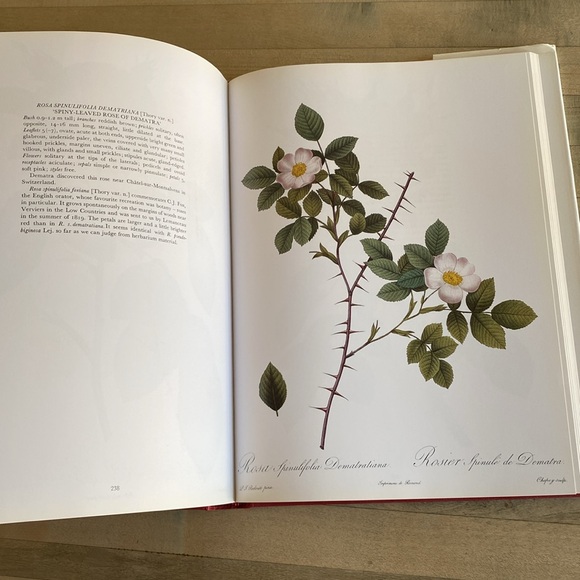 Redouté's Roses by P.J. Redouté - Picture 8 of 14